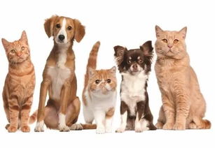 2018巴西寵物展,我們繼續 打call 提前預定可享受最大優惠